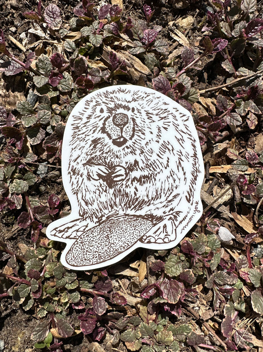 This Beaver is a premium vinyl sticker that captures the beauty of the summertime Appalachian mountains. It features a hand-drawn image of the an Appalachian Beaver in a rich brown ink. 3.5" x 3.5" Vinyl Sticker. Shown outside in the sunshine on a bed of ajuga plants.