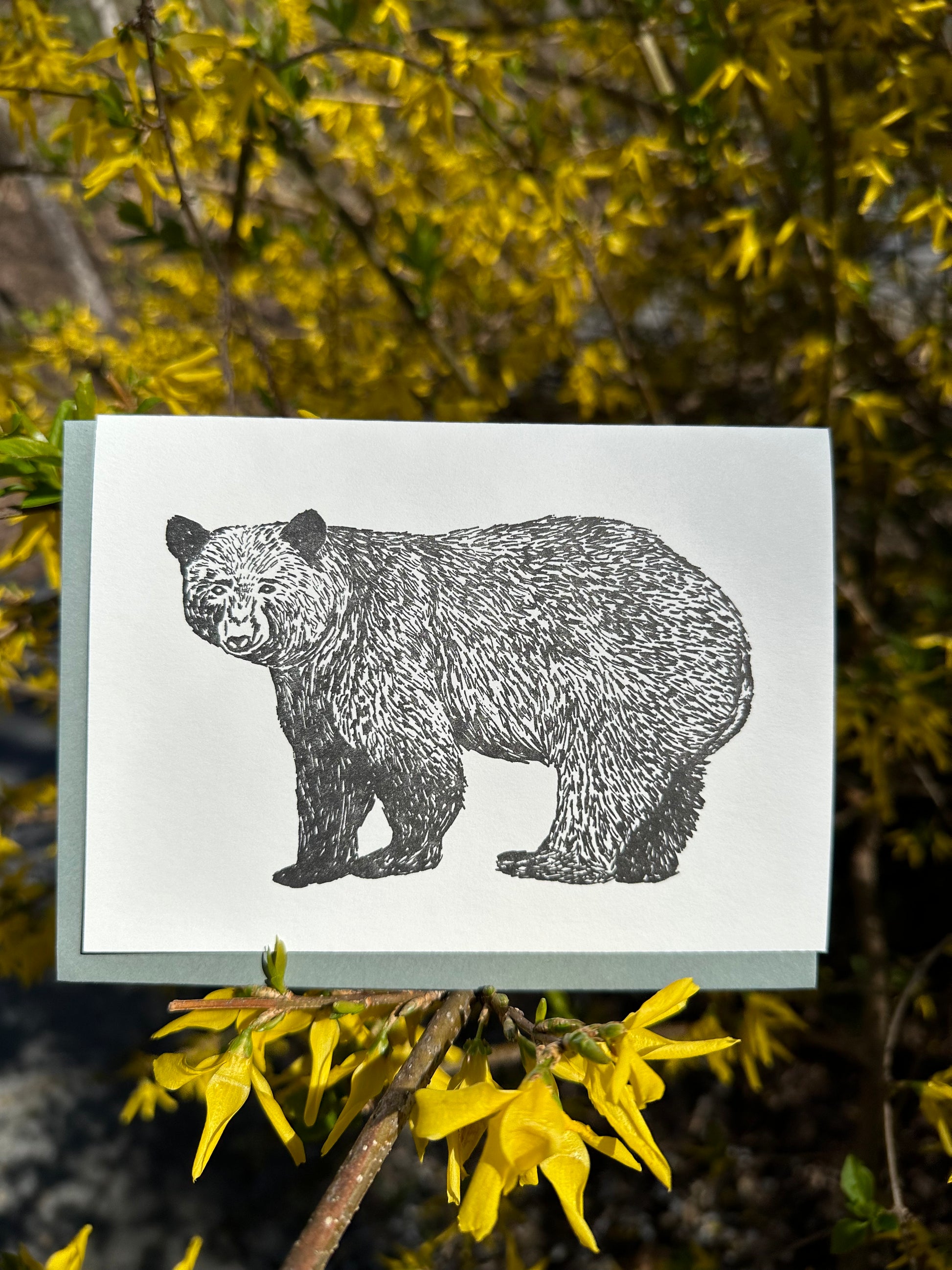 Letterpress greeting card featuring hand-drawn Appalachian Black Bear, printed in a rich black ink. There is no text on the card. The white card is 100% cotton, blank inside, and is paired with a slate gray envelope. The card is shown on a blooming forsythia bush outside on a sunny spring day.