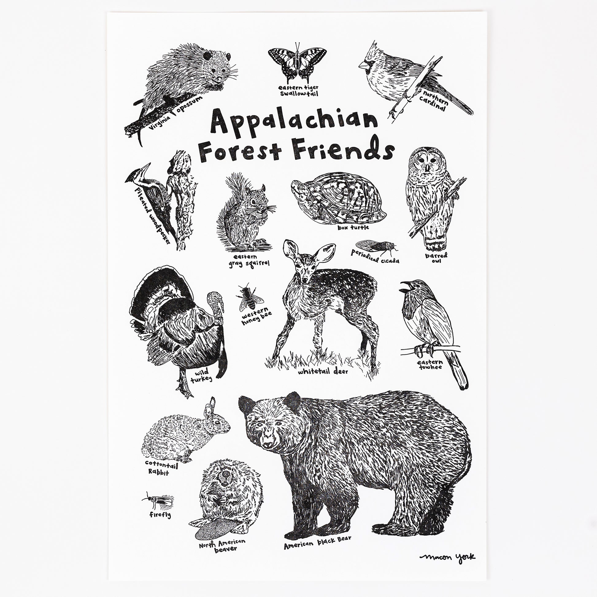 A large (12" x 18") Letterpress Art Print featuring hand-drawn animals in the Appalachain Mountain region. This letterpress-printed piece features an array of adorable woodland hand-drawn critters sure to bring a bit of woodland whimsy to your decor. Each critter is labeled with hand-drawn text, so it's educational, too!