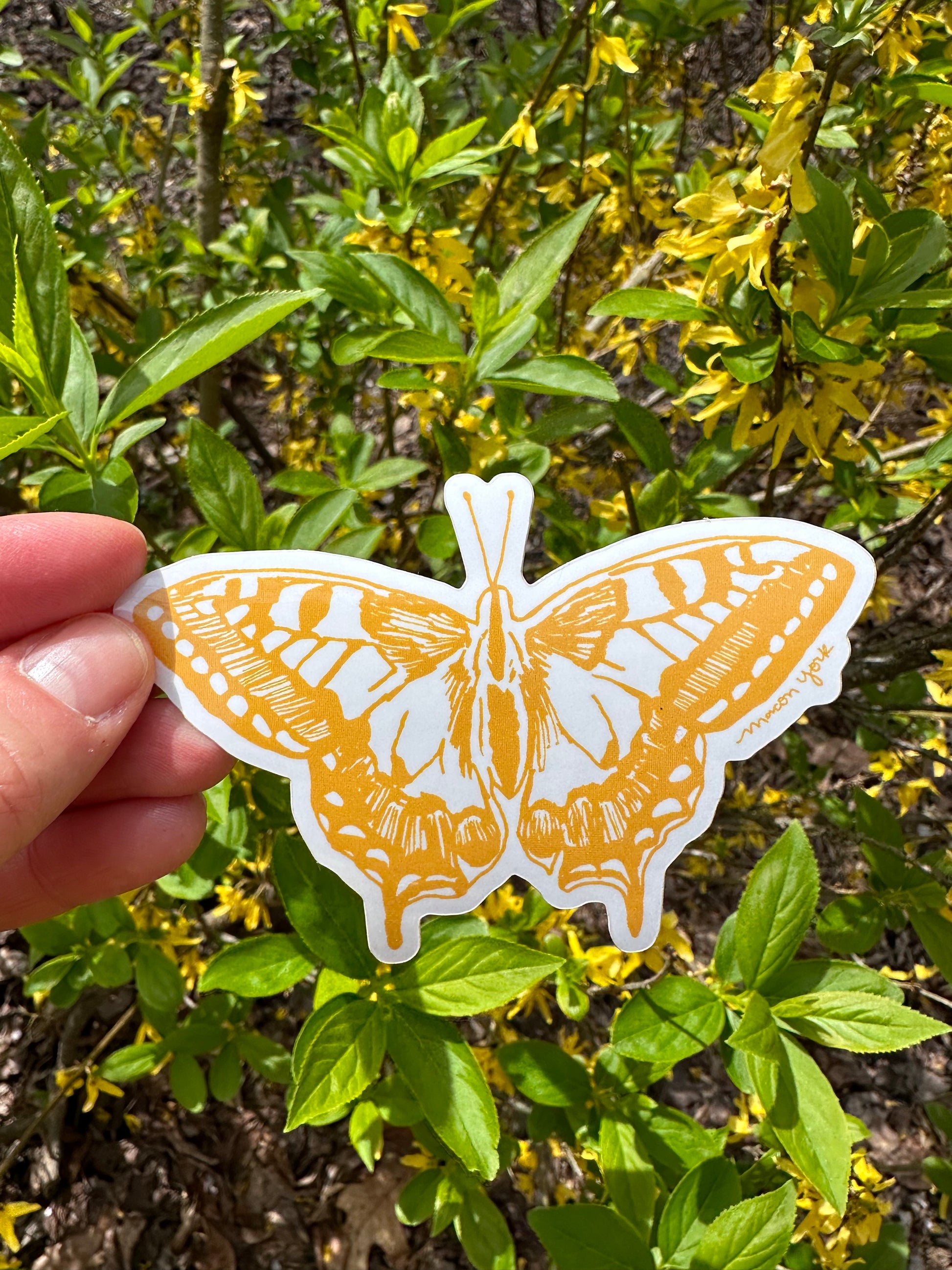 This Swallowtail sticker is a premium vinyl sticker that captures the beauty of the summertime Appalachian mountains. It features a hand-drawn image of the iconic swallowtail butterfly, perfect for those who appreciate the natural wonders of the region. Mustard gold ink. Sticker is shown in front of a blooming forsythia bush in spring.